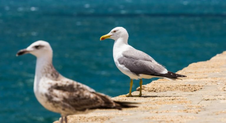 Where Do Seagulls Sleep? – Uncovering the Sleeping Habits of Seagulls Where Do Seagulls Sleep?