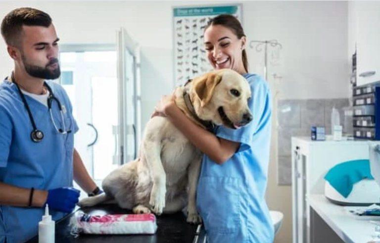 How Much Do Veterinarians Make in the UK?