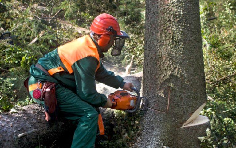 How Much Do Tree Surgeons Earn in the UK?