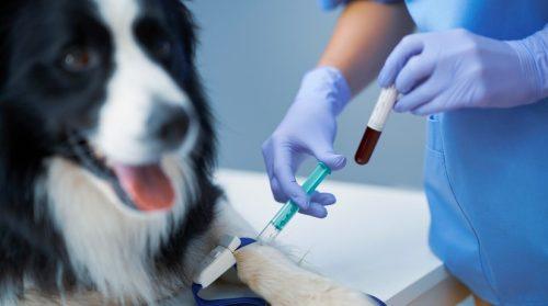 Pet Vaccinations and Medical Costs