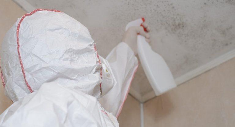 How Much Does It Cost to Remove Mold in UK? How Much Does It Cost to Remove Mold in UK?